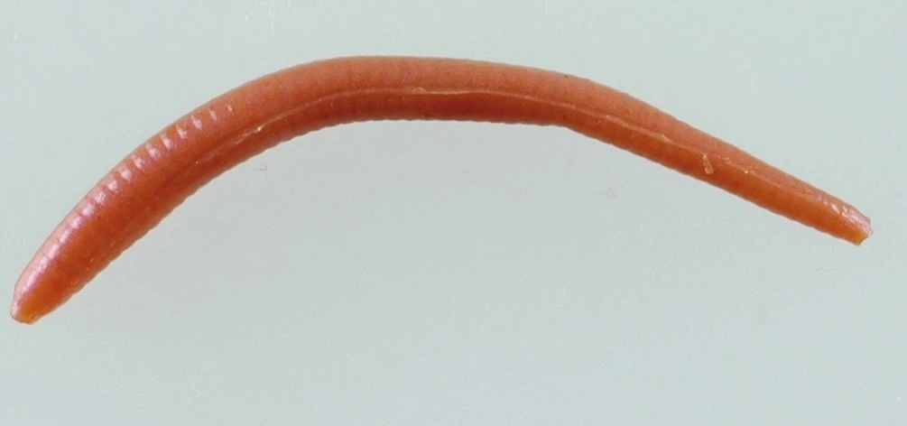 Berkley Gulp Alive Earthworms Brown 3 Berkley Gulp Alive Earthworms Brown - Bild 3