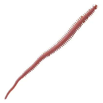 Berkley Gulp 15cm Sandmask Mörk Brun 1 Berkley Gulp 15cm Sandmask Mörk Brun